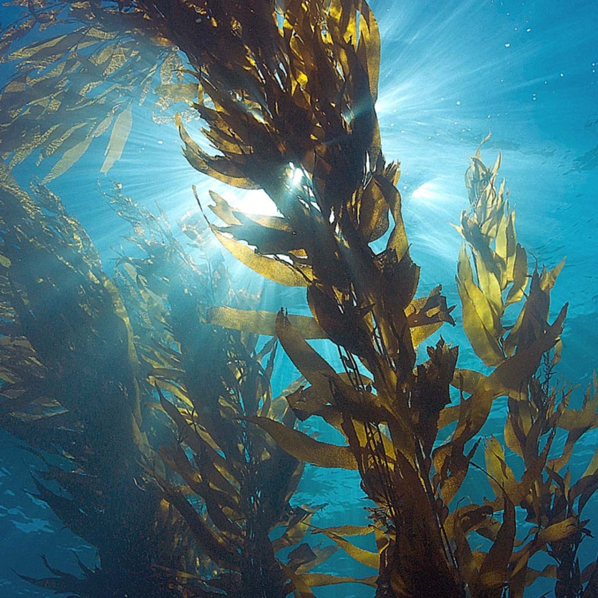 Ламинария это бурая водоросль. Ламинария Kelp. Келп бурая водоросль. Ламинария Акутус. Водоросли Undaria pinnatifida.